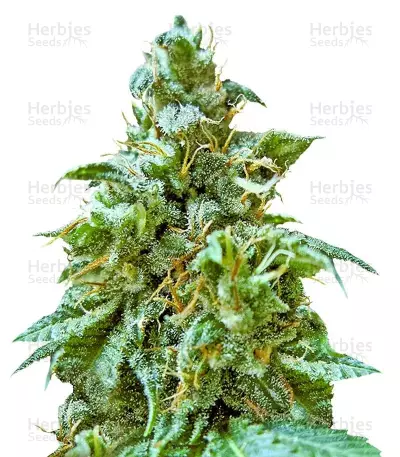 Superb OG (Heavyweight Seeds) Cannabis-Samen