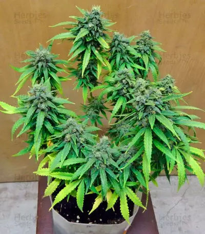 StarRyder Auto (Dutch Passion) Cannabis-Samen