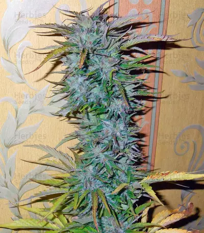Auto White Widow (Dutch Passion) Cannabis-Samen