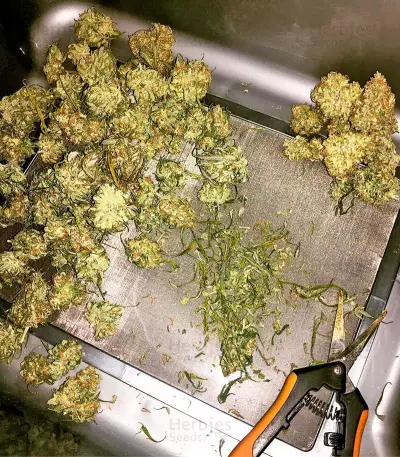 Blue Mystic regular (Nirvana Seeds) Cannabis-Samen