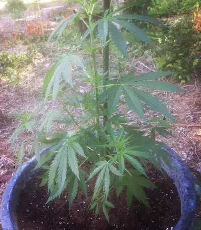Cheese (Vision Seeds) Cannabis-Samen