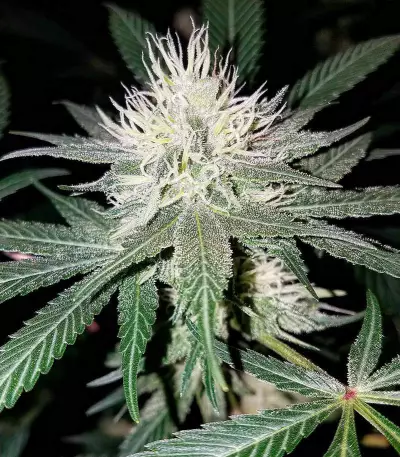 Critical Impact (Vision Seeds) Cannabis-Samen