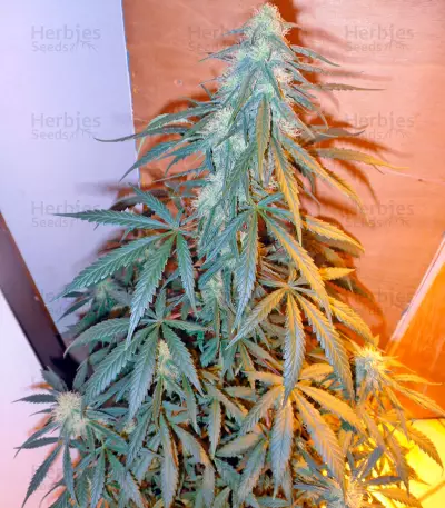 Damnesia Autoflowering (Strain Hunters) Cannabis-Samen