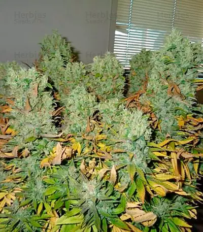 Ice (Nirvana Seeds) Cannabis-Samen