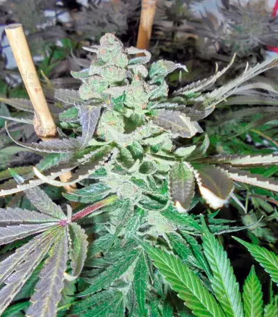 Kush'N'Cheese (Dinafem Seeds) Cannabis-Samen