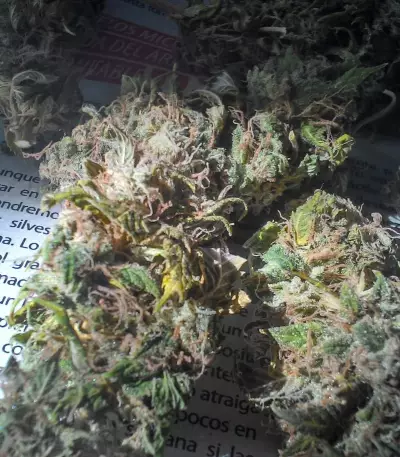 O.G. Kush (RQS) Cannabis-Samen