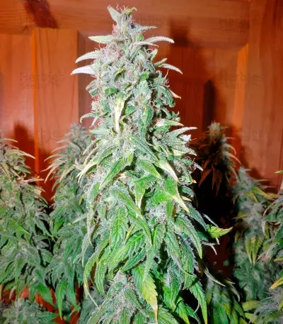 Satori regular (Mandala Seeds) Cannabis-Samen