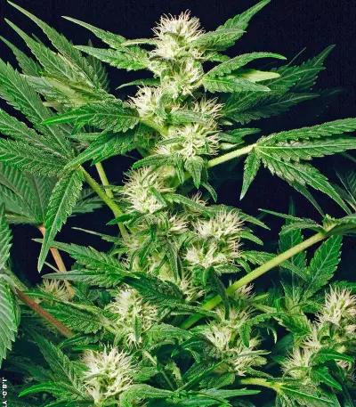 White Russian (Serious Seeds) Cannabis-Samen