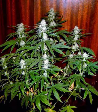 Cream 47 (Sweet Seeds) Cannabis-Samen