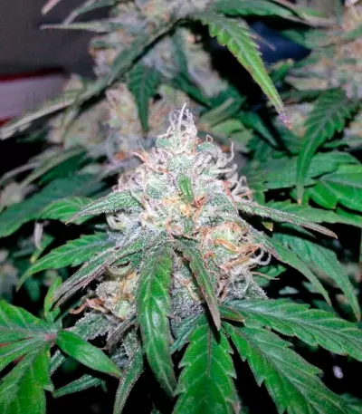 Fast Bud #2 Auto (Sweet Seeds) Cannabis-Samen