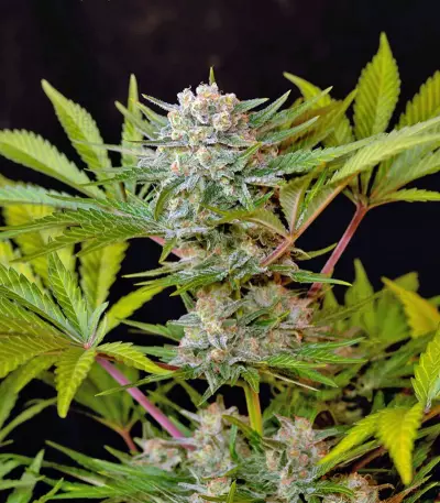 Jack 47 F1 Fast Version (Sweet Seeds) Cannabis-Samen