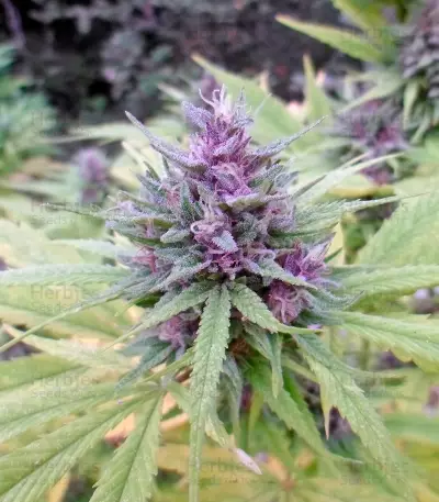 Shaman regular (Dutch Passion) Cannabis-Samen