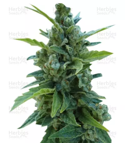 Automaria II (Paradise Seeds) Cannabis-Samen