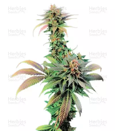 Blue Widow (Dinafem Seeds) Cannabis-Samen