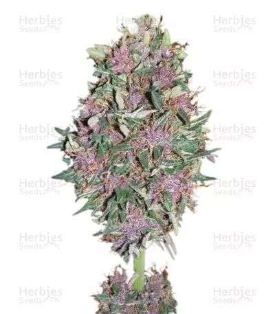 Purple #1 (Dutch Passion) Cannabis-Samen
