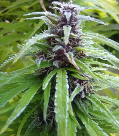 Easy Sativa (Female Seeds) Cannabis-Samen
