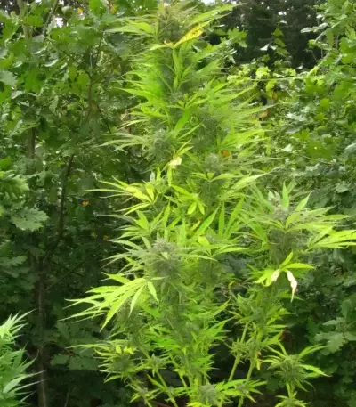 Purple Maroc (Female Seeds) Cannabis-Samen