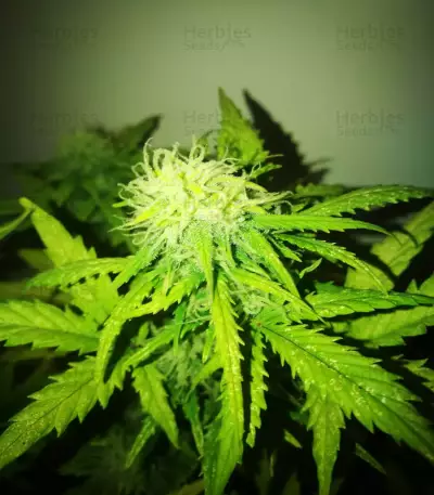 Z Auto (Fast Buds) Cannabis-Samen
