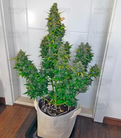 Super Bud (GHS) Cannabis-Samen