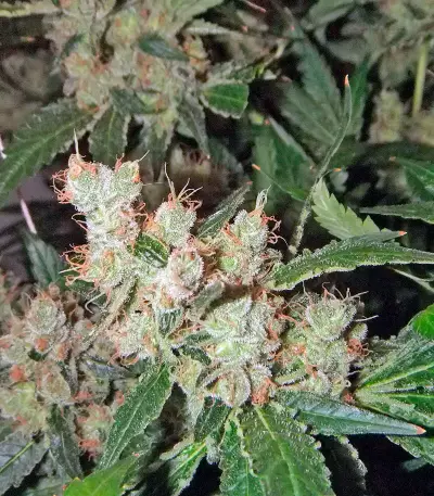 Afghan Kush X White Widow (World of Seeds) Cannabis-Samen