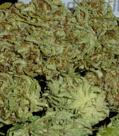 C99 (Female Seeds) Cannabis-Samen