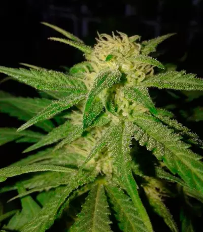 Critical Sensi Star (Delicious Seeds) Cannabis-Samen