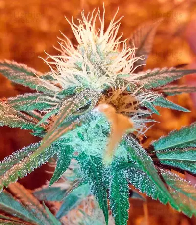 Chemdawg (Humboldt Seeds Organization) Cannabis-Samen