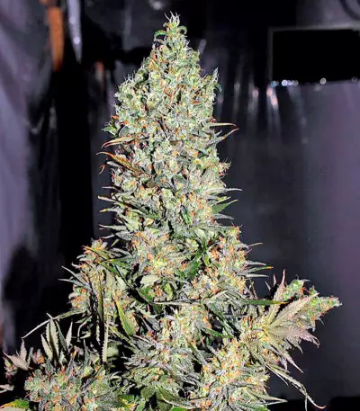 Chronic regular (Serious Seeds) Cannabis-Samen