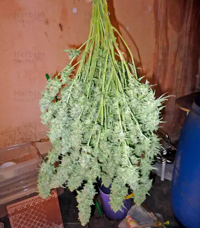 Industrial Plant (Dinafem Seeds) Cannabis-Samen