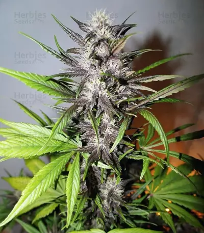 LSD-25 Auto feminisierte Samen