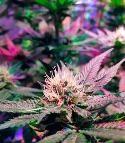 Mango Sapphire (Humboldt Seeds Organization) Cannabis-Samen