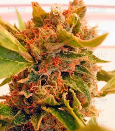 Psicodelicia (Sweet Seeds) Cannabis-Samen