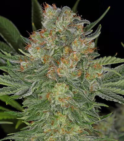 Serious Kush (Serious Seeds) Cannabis-Samen