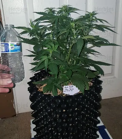 Stardawg Auto (Fast Buds) Cannabis-Samen