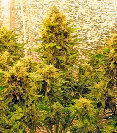 S.A.D. Sweet Afgani Delicious Auto (Sweet Seeds) Cannabis-Samen