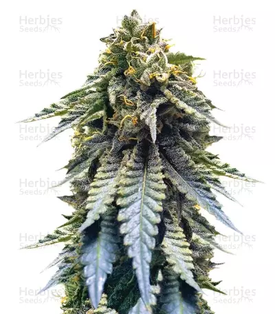 Chocolate Mint OG (Humboldt Seeds) Cannabis-Samen