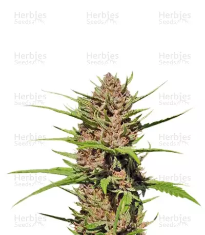 Purple #1 regular (Dutch Passion) Cannabis-Samen