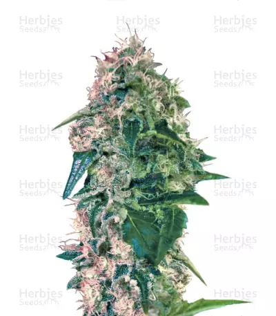 Torpedo (VIP seeds) Cannabis-Samen