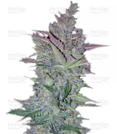 Vertigo Auto (Paradise Seeds) Cannabis-Samen