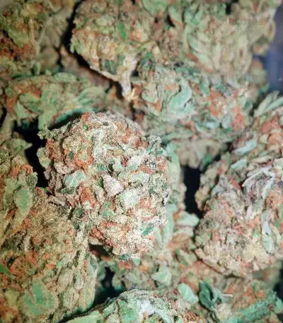 OG Kush (Dinafem Seeds) Cannabis-Samen