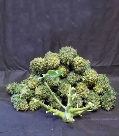 Pineapple Express Auto feminisierte Samen (Fast Buds)