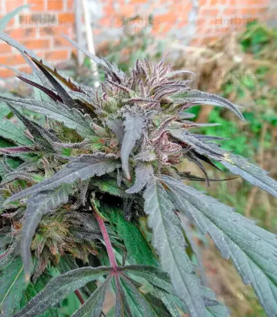 Purple Afghan Kush (Dinafem Seeds) Cannabis-Samen