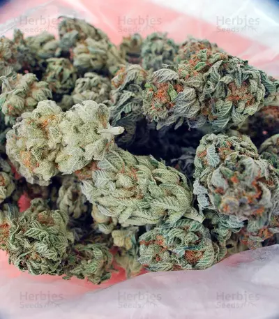 White Berry (Paradise Seeds) Cannabis-Samen