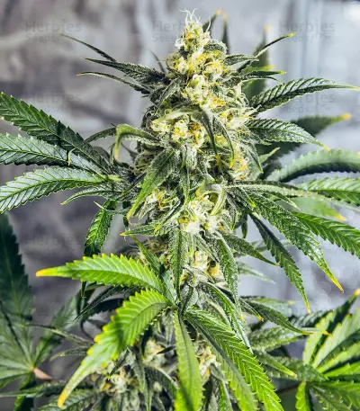 White Widow regular (Dutch Passion) Cannabis-Samen