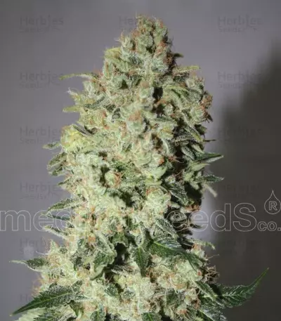 BCN Sour Diesel strain