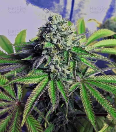 Cataract Kush (DNA Genetics)