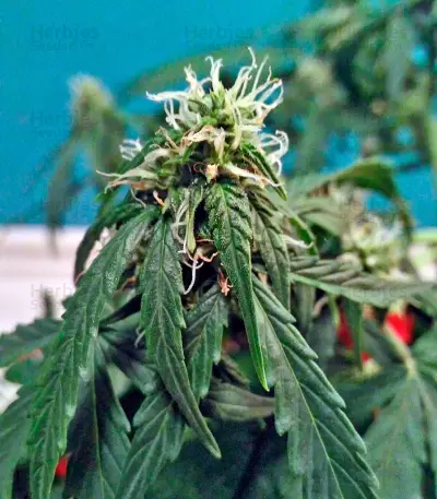Fruit Punch Auto feminisiertes Saatgut (Heavyweight Seeds)