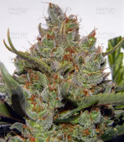 Green Crack Auto (Fast Buds) Cannabis-Samen