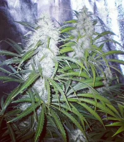 ICE (Female Seeds) Cannabis-Samen