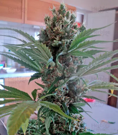OG Kush regular (Humboldt Seeds Organization) Cannabis-Samen